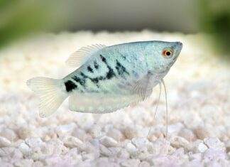 Trichopodus trichopterus