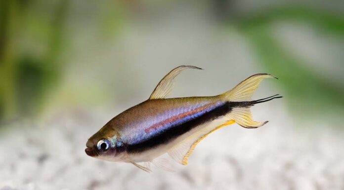Fiche du poisson Nematobrycon palmeri Tétra empereur
