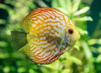 Une solution de maintien des discus en aquarium planté Une solution de maintien des discus en aquarium planté