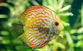 Une solution de maintien des discus en aquarium planté