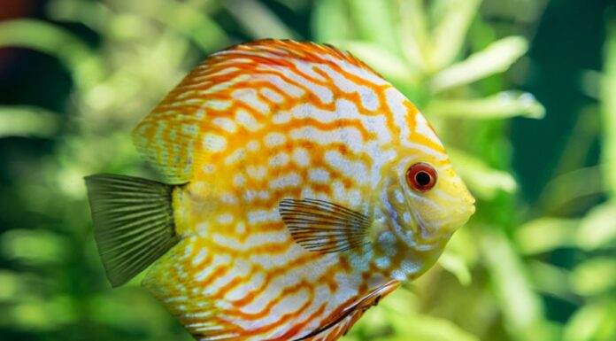 Une solution de maintien des discus en aquarium planté