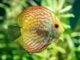 Une solution de maintien des discus en aquarium planté Une solution de maintien des discus en aquarium planté