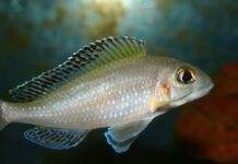 Xenotilapia spilopterus