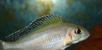 Xenotilapia spilopterus