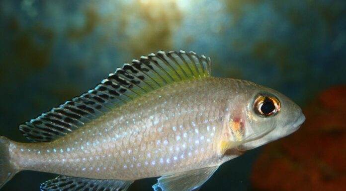 Xenotilapia spilopterus