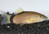 Yasuhikotakia morleti