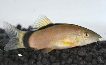 Fiche du poisson Yasuhikotakia morleti Yasuhikotakia morleti