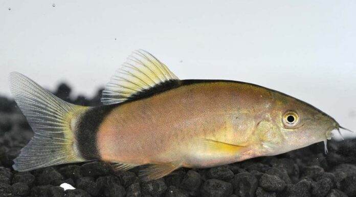 Yasuhikotakia morleti