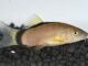 Fiche du poisson Yasuhikotakia morleti Yasuhikotakia morleti