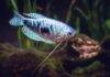 la reproduction du Gourami Bleu