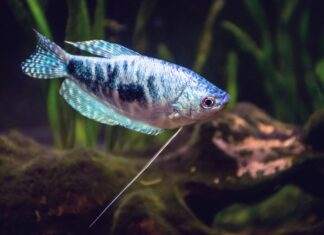Expérience dans la reproduction du Gourami Bleu la reproduction du Gourami Bleu
