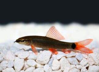 labeo tricolor