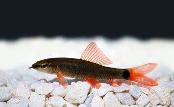 Fiche du poisson Epalzeorhynchos frenatum labeo tricolor