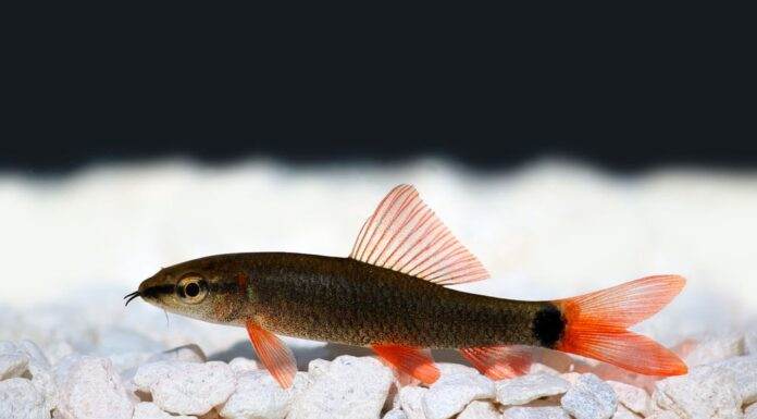 labeo tricolor
