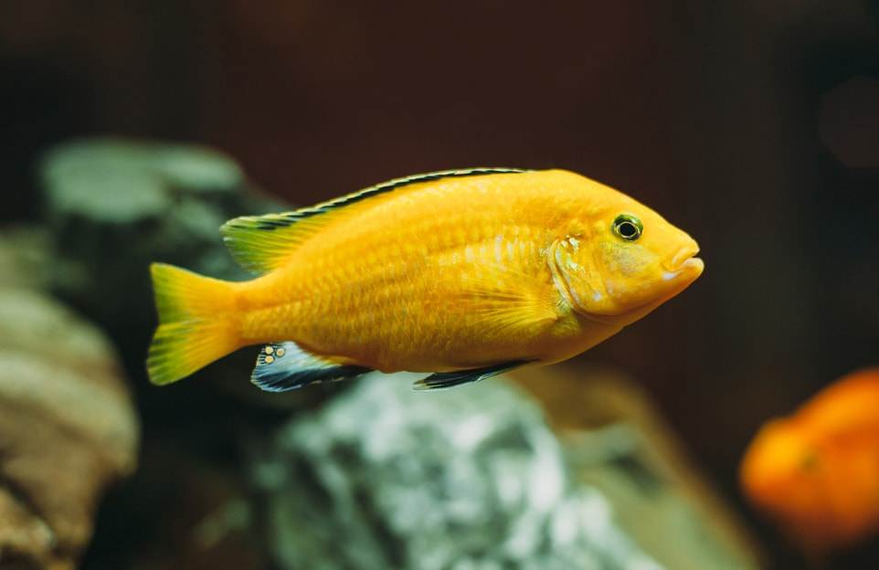 labido jaune