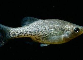 poisson Amblydoras hancockii