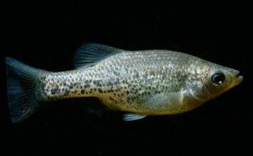 Fiche du poisson Ameca splendens poisson Amblydoras hancockii