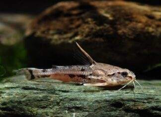 poisson Amblydoras hancockii