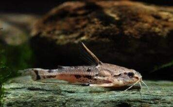 poisson Amblydoras hancockii