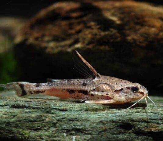 poisson Amblydoras hancockii