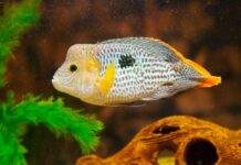 poisson Andinoacara rivulatus