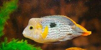 poisson Andinoacara rivulatus