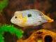 Fiche du poisson Andinoacara rivulatus poisson Andinoacara rivulatus