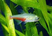 poisson Aphyocharax rathbuni