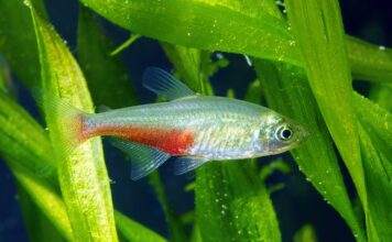 Fiche du poisson Aphyocharax rathbuni poisson Aphyocharax rathbuni