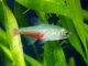 Fiche du poisson Aphyocharax rathbuni poisson Aphyocharax rathbuni