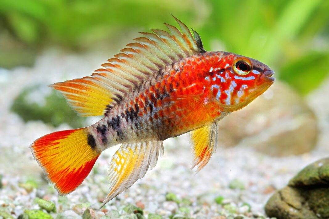 poisson Apistogramma macmasteri