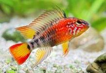 poisson Apistogramma macmasteri