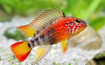 poisson Apistogramma macmasteri