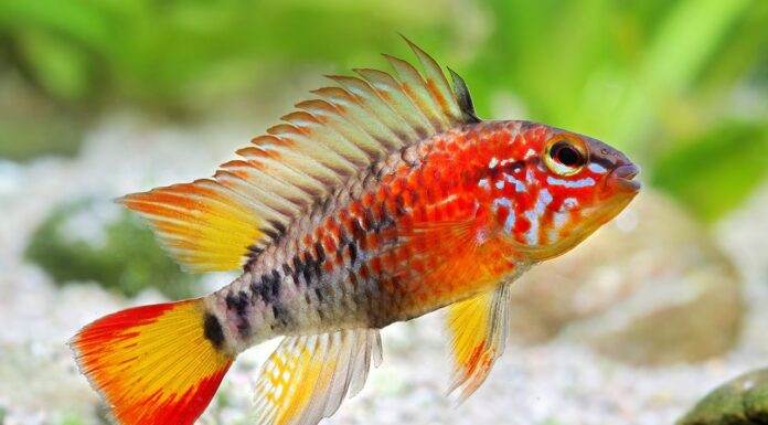 poisson Apistogramma macmasteri