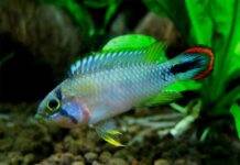 poisson Apistogramma panduro