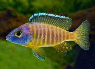 poisson Aulonocara korneliae