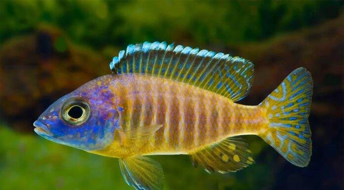 poisson Aulonocara korneliae