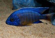 poisson Aulonocara stuartgranti