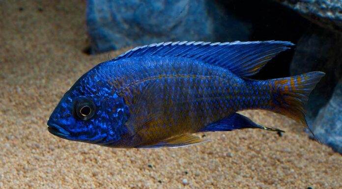 poisson Aulonocara stuartgranti