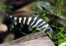 poisson Botia dario