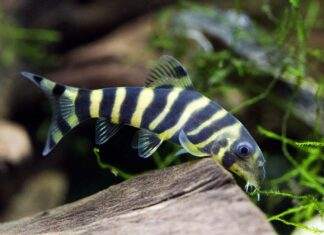 poisson Botia dario