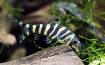 poisson Botia dario