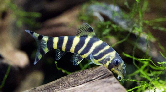 poisson Botia dario