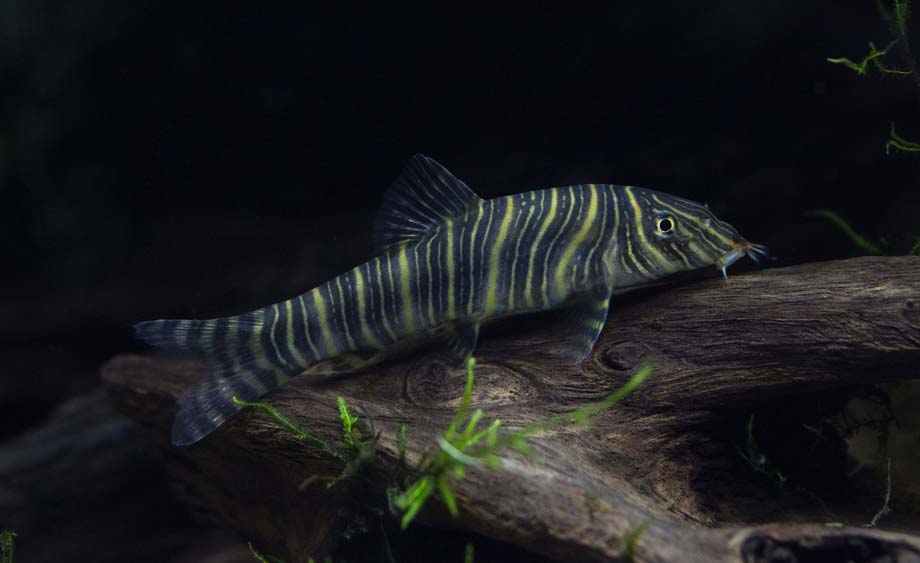 poisson Botia striata