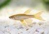 poisson Brachydanio frankei