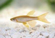 poisson Brachydanio frankei