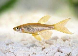 poisson Brachydanio frankei