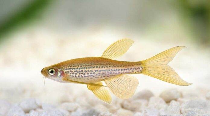 poisson Brachydanio frankei
