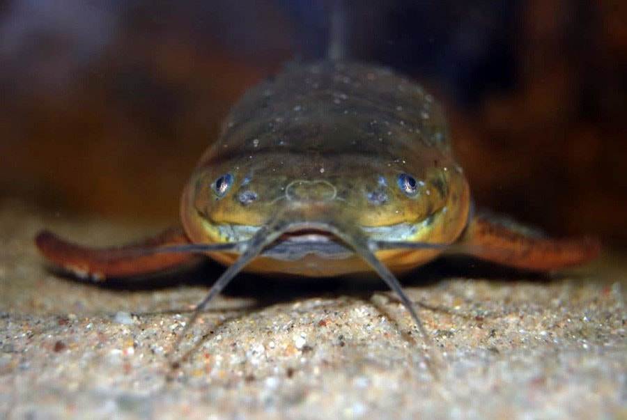 poisson Callichthys callichthys