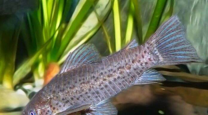 poisson Dianema longibarbis